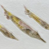 Coast Gallery Salt Spring Island - Artist Bob Leatherbarrow