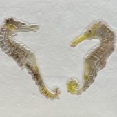 Coast Gallery Salt Spring Island - Artist Bob Leatherbarrow