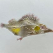 Coast Gallery Salt Spring Island - Artist Bob Leatherbarrow