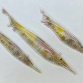 Coast Gallery Salt Spring Island - Artist Bob Leatherbarrow