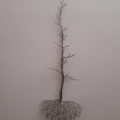 Coast Gallery Salt Spring Island - CG Swanson