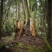 Coast Gallery Salt Spring Island-Artist David Ellingsen