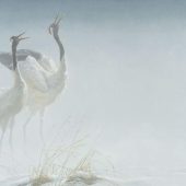 Coast Gallery Salt Spring Island - Robert Bateman