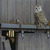 Coast Gallery Salt Spring Island - Artist W. ALLAN HANCOCK