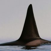 Coast Gallery Salt Spring Island - Artist W. ALLAN HANCOCK